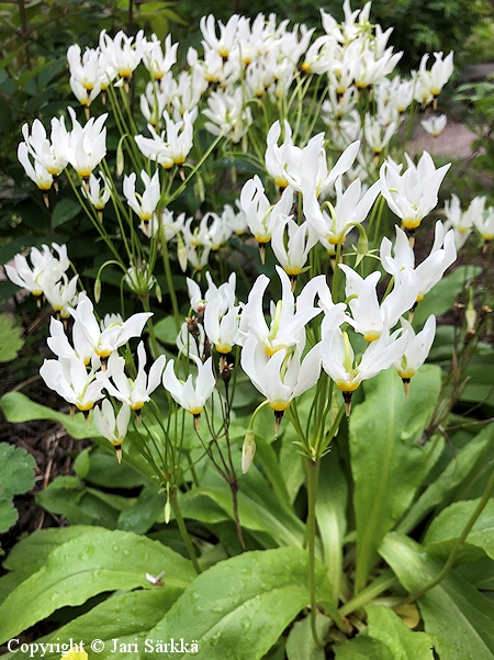 Dodecatheon meadia 'Album' vuorijumaltenkukka